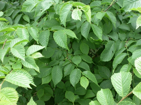 Wych Elm Ulster Wildlife