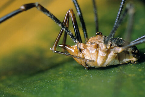 Common harvestman | Ulster Wildlife