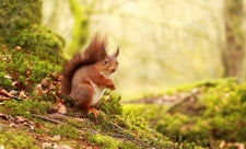 Red squirrel 