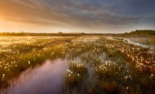 Ballynahone Bog