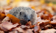 Hedgehog (c) Tom Marshall