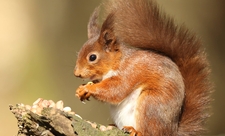 Red squirrel (c) Desmond Loughrey