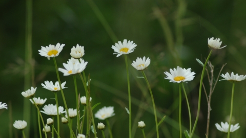 Common Daisy