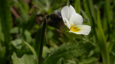 Field Pansy