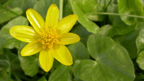 Lesser Celandine