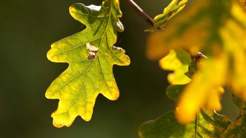 English Oak