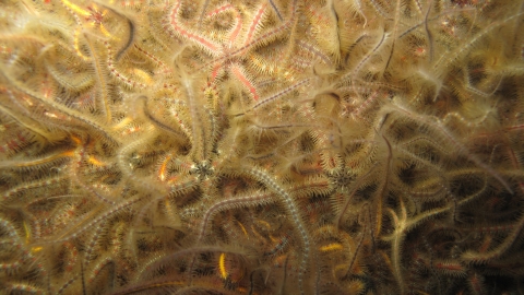 Common Brittlestars