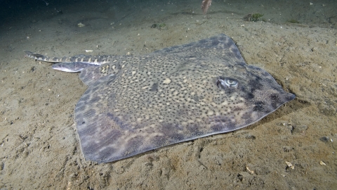 Thornback ray