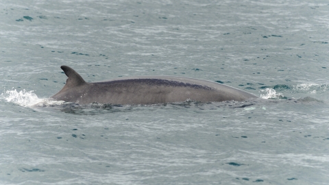 Minke whale