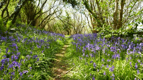 Straidkilly Nature Reserve