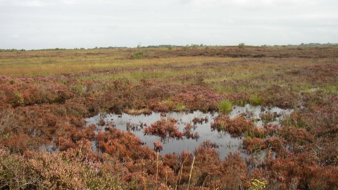 Ballynahone Bog - Autumn colours 