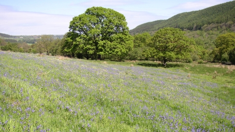 Glenarm bluebell field