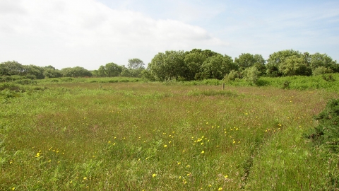 Meadow at Inishargy Bog