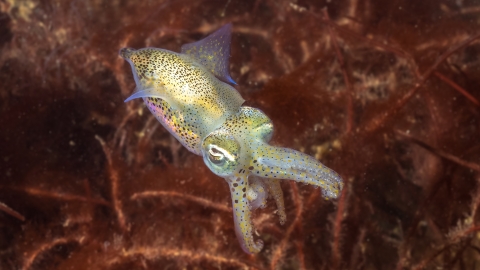 Little Cuttlefish Ulster Wildlife
