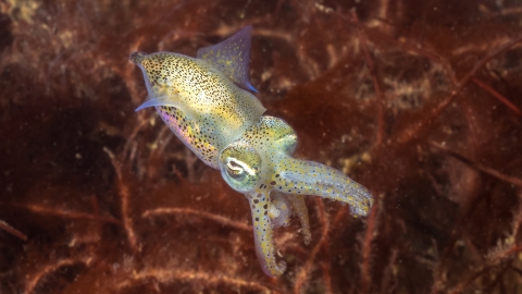 Little cuttlefish