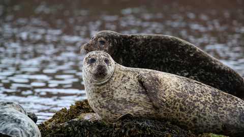 Common seals