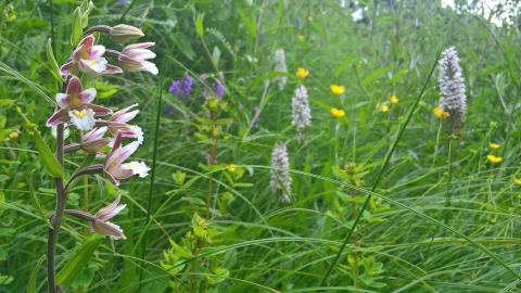 Orchids at Milford Cutting Nature Reserve