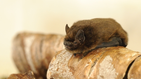Pipistrelle bat (c) Amy Lewis