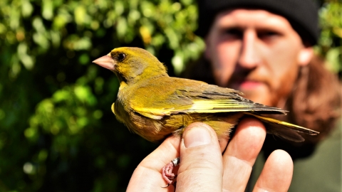 Bird ringing session at Bog Meadows Nature Reserve