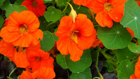 nasturtium