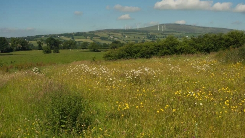 Wildflower meadow