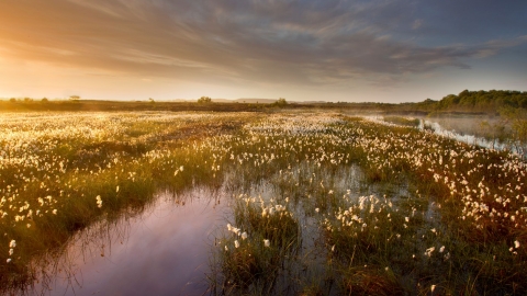 Ballynahone Bog (c) Ben Hall 2020 Vision