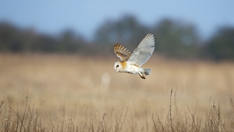 Barn owl (c) David Tipling