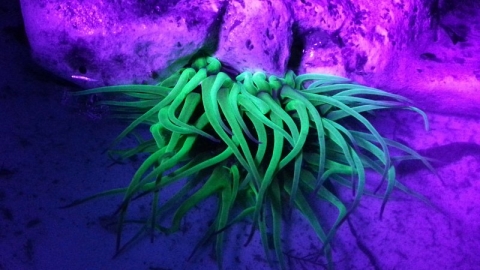 Snakelocks anemone (c) Olle Akesson