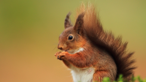 Pic: Red Squirrel (c) Ronald Surgenor