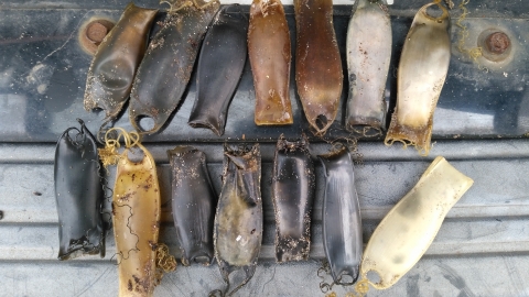 Shark Egg Case Hunt