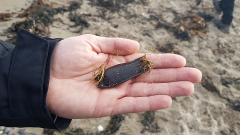 Egg case