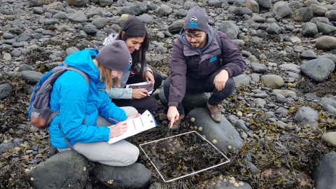 Shore Surveys