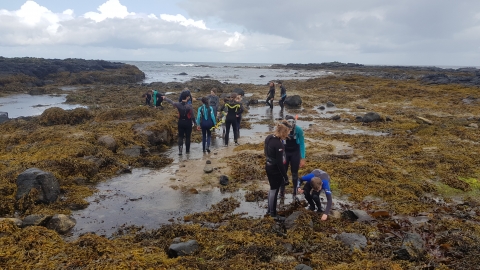 Radical Rockpool Ramble