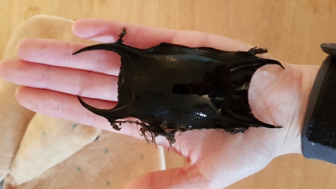 Blonde Ray egg case