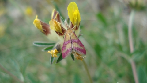 Magilligan Wildlife Walk