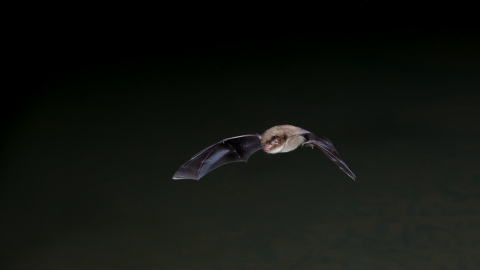 Daubenton's bat (c) Dale Sutton 2020Vision