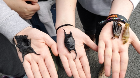 Egg case hunt