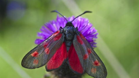 Six-spot burnet moth (c) Mike Hartwell