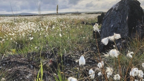 Bog cotton on Glenullin (c) Enda Young @OutdoordadNI