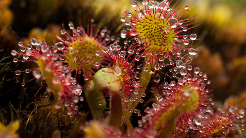 Sundew