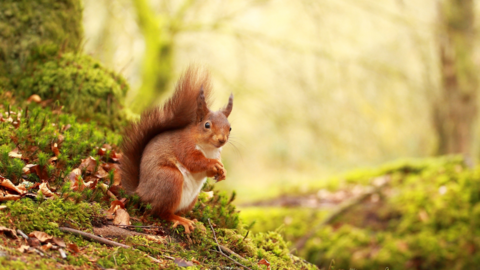 Red squirrel in forest