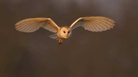 Barn owl in flight