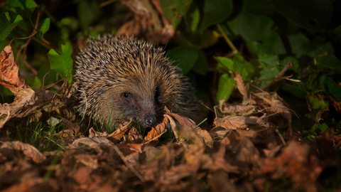 Hedgehog (c) Jon Hawkins
