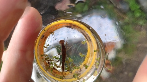 Pond dipping