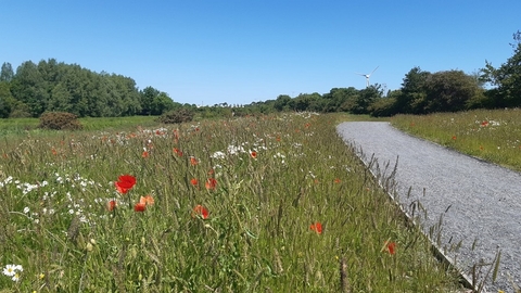 Balloo Wetland 