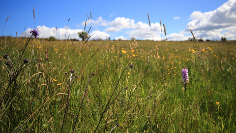 Orchids and wildflowers at Slievenacloy (c) Ronald Surgenor