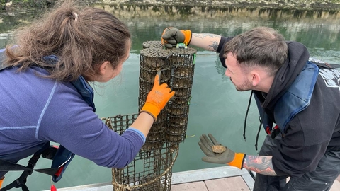 Volunteers inspecting the oyster cages