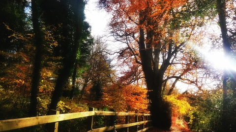 Edenderry in autumn