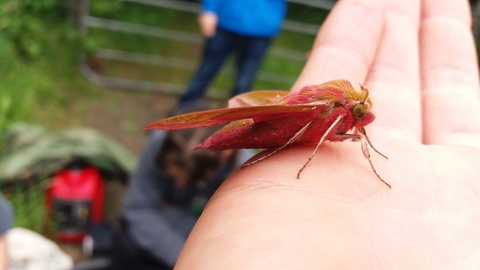 Elephant Hawkmoth