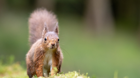 Red squirrel close up on woodland floor, tail bushing up in background